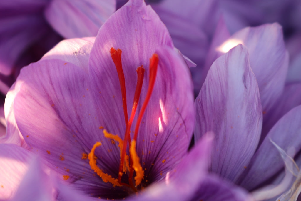 Premium Saffron (0.5, 1, 2 GR)