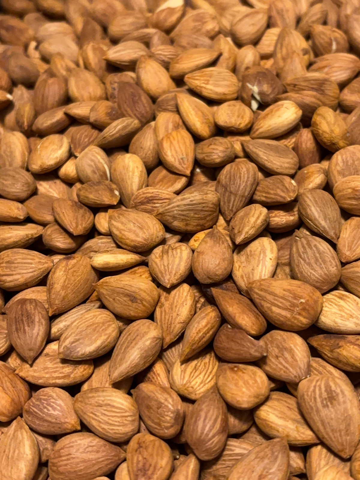 Apricot kernels (Roasted-lightly salted)
